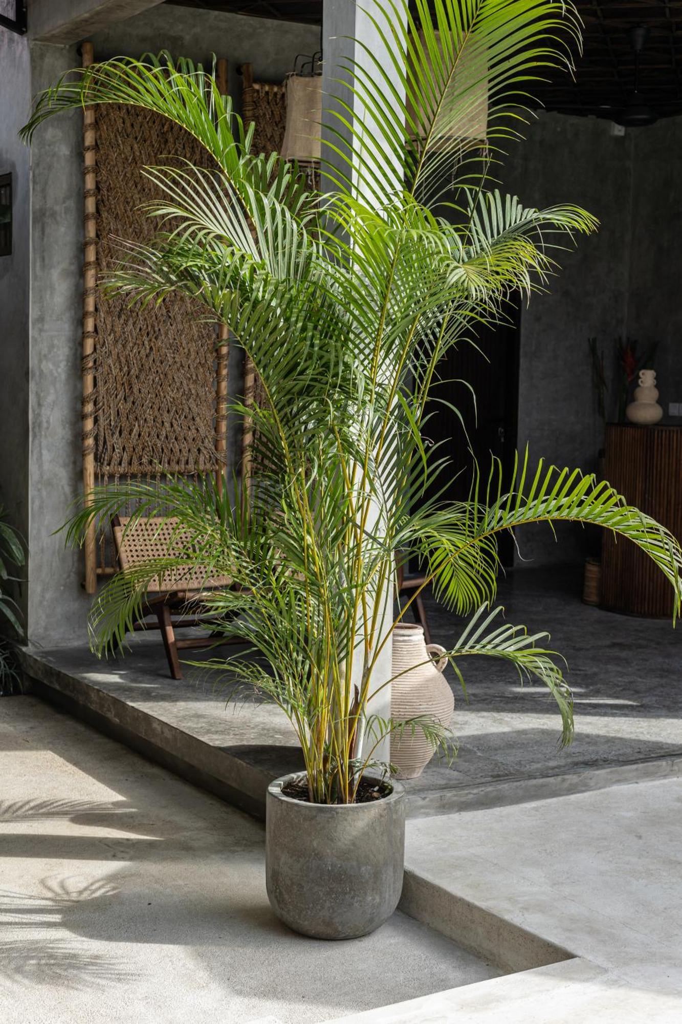 Kano Twin Canggu Kültér fotó